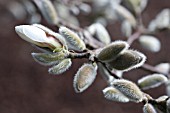 MAGNOLIA X LOBENERI,FLOWER BUDS