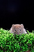 BANK VOLES (CLETHRIONOMYS GLAREOLUS) YOUNG