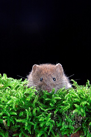 BANK_VOLES_CLETHRIONOMYS_GLAREOLUS_YOUNG