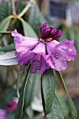 RHODODENDRON SNOWY RIVER