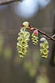 CORYLOPSIS SINESENSIS VAR SINENSIS