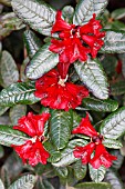 RHODODENDRON PIERCEI