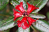 RHODODENDRON PIERCEI