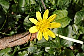 CELANDINE RANUNCULUS FICARIA