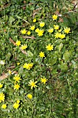 CELANDINE RANUNCULUS FICARIA