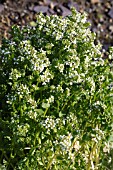 COMMON SCURVEYGRASS, COCHLEARIA OFFICINALIS