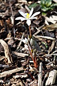 SANGUINARIA CANADENSIS