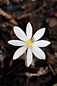 SANGUINARIA CANADENSIS