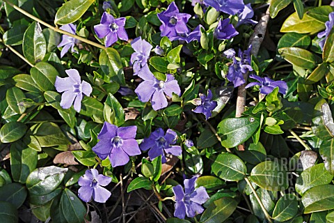 VINCA_MINOR_LA_GRAVE