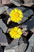 TUSSILAGO FARFARA