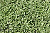 URTICA DIOICA, YOUNG PLANTS