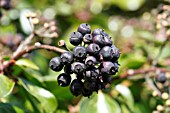 HEDERA HELIX, BERRIES