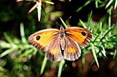 GATEKEEPER BUTTERFLY (PYRONIA TITHONUS) ON GORSE