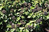 HEDERA HELIX PLANT WITH RIPE BERRIES