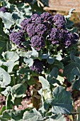 PURPLE SPROUTING BROCCOLI