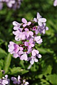 CARDAMINE QUINQUEFOLIA