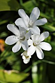 NERINE UNDULATA ALBA