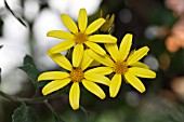 CRYSANTHEMOIDES MONILIFERA