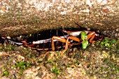 EARWIG (FORFICULA AURICULARIA)