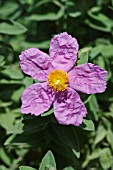 CISTUS ALBIDUS