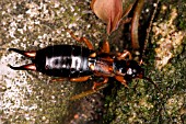 EARWIG (FORFICULA AURICULARIA)