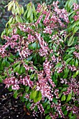 PIERIS JAPONICA PINK DELIGHT