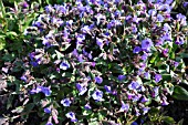 PULMONARIA BLUE ENSIGN