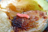 PLUM FRUIT MOTH LARVAE (CYDIA FUNEBRANA) ON PLUM