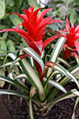 GUZMANIA JOLO