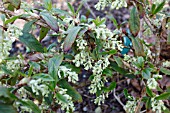 RIBES LAURIFOLIUM