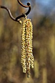 CORYLUS AVELLANA CONTORTA, CATKINS