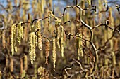 CORYLUS AVELLANA CONTORTA, CATKINS