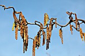 CORYLUS AVELLANA CONTORTA, CATKINS