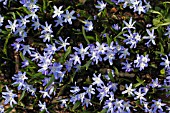 CHIONODOXA