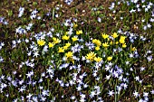 CHIONODOXA AND CELEDINES IN FLOWER