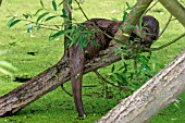 LUTRA LUTRA,  OTTER,  IN WILLOW TREE,  SIDE VIEW