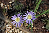 ANEMONE NEMOROSA ROBINSONIANA