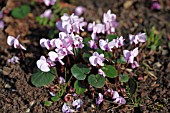 CYCLAMEN COUM