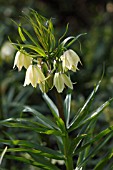 FRITILLARIA RADDEANA