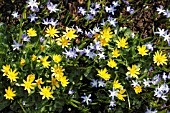 CHIONODOXA AND CELEDINES IN FLOWER