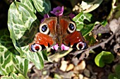 PEACOCK BUTTERFLY TAKING NECTAR FROM BERGENIA