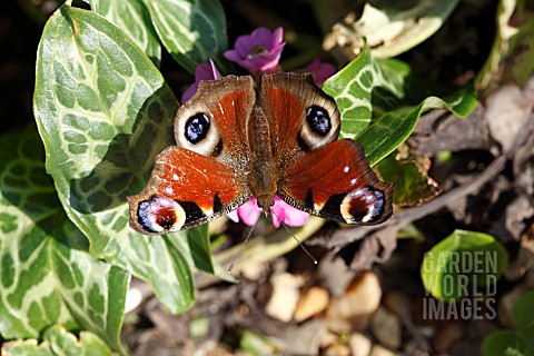 PEACOCK_BUTTERFLY_TAKING_NECTAR_FROM_BERGENIA