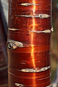 PRUNUS SERULA