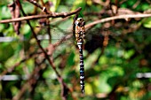 MIGRANT HAWKER DRAGONFLY(AESHNA MIXTA) FEMALE