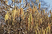 CORYLUS AVELLANA CONTORTA, CATKINS