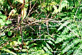 MIGRANT HAWKER DRAGONFLY(AESHNA MIXTA) GROUP