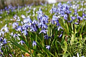 SCILLA FLOWERING ON WOODLAND FLOOR