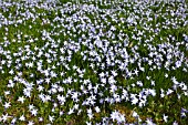 CHIONODOXA IN FLOWER