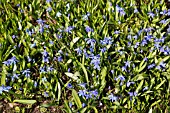 CHIONODOXA PLANTS