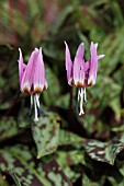 ERYTHRONIUM DENS-CANIS